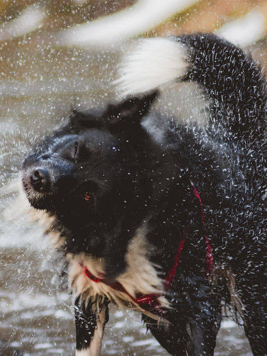 April Showers Bring Happy And Dirty Dogs