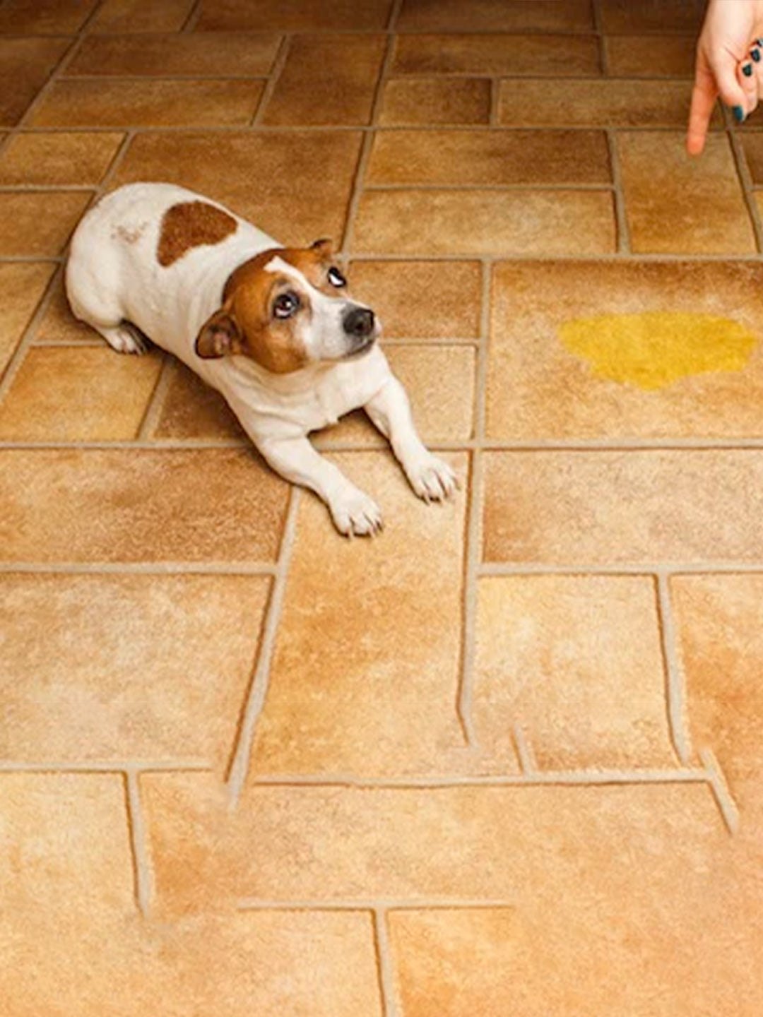 How-To-Potty-Train-A-Puppy Luck