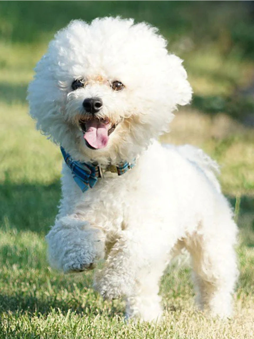 5-Dog-Breeds-Perfect-For-Families Luck