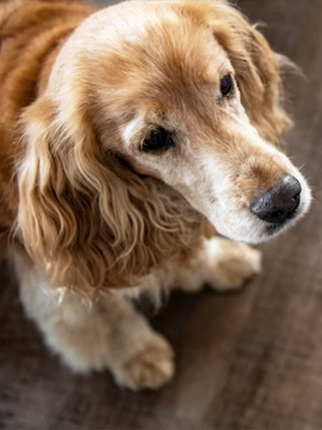 How to Soften Kibble and Feed Soft Dog Food to a Senior Dog