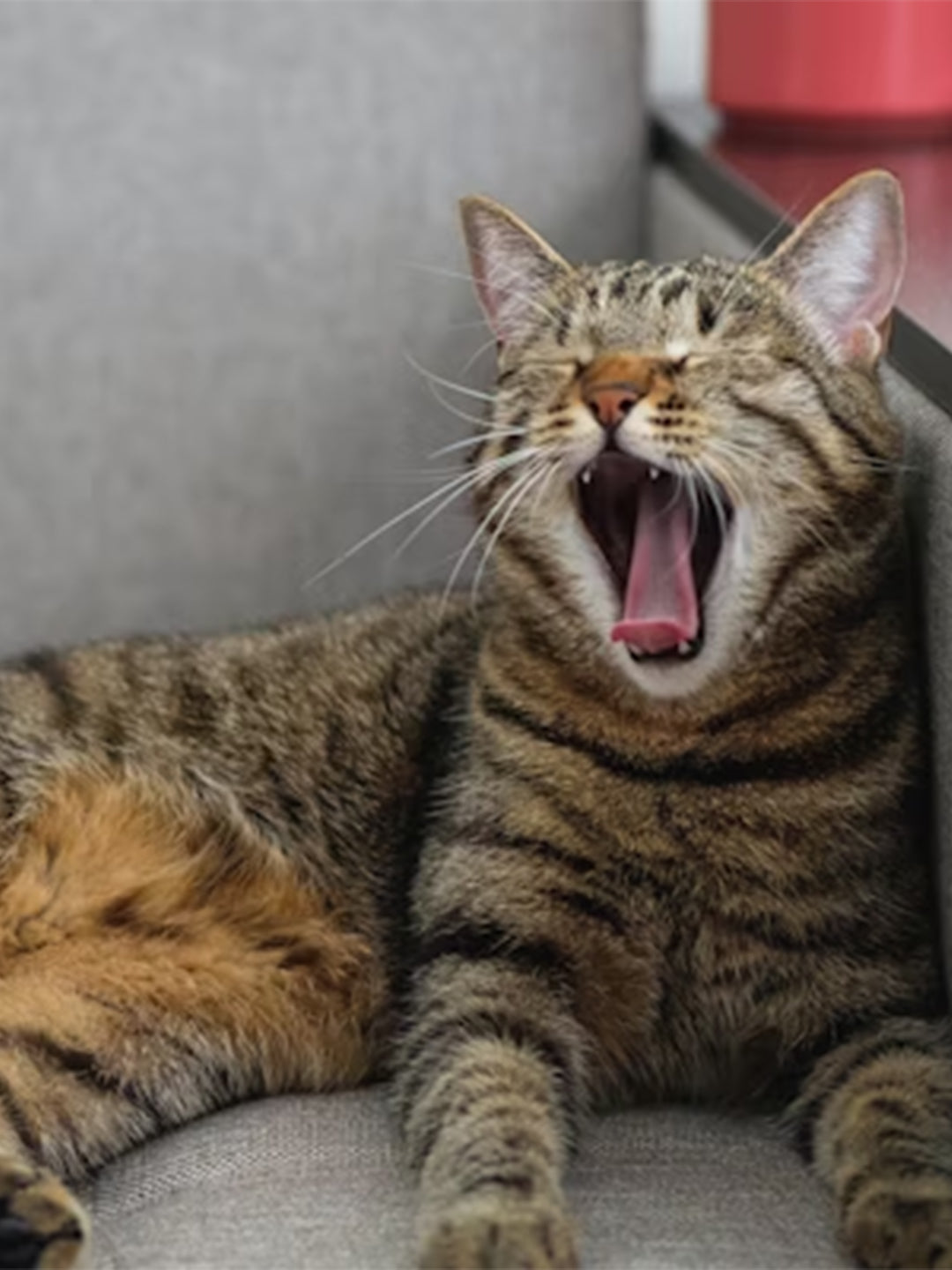 Why-is-Your-Elderly-Cat-Yowling-Excessively Luck