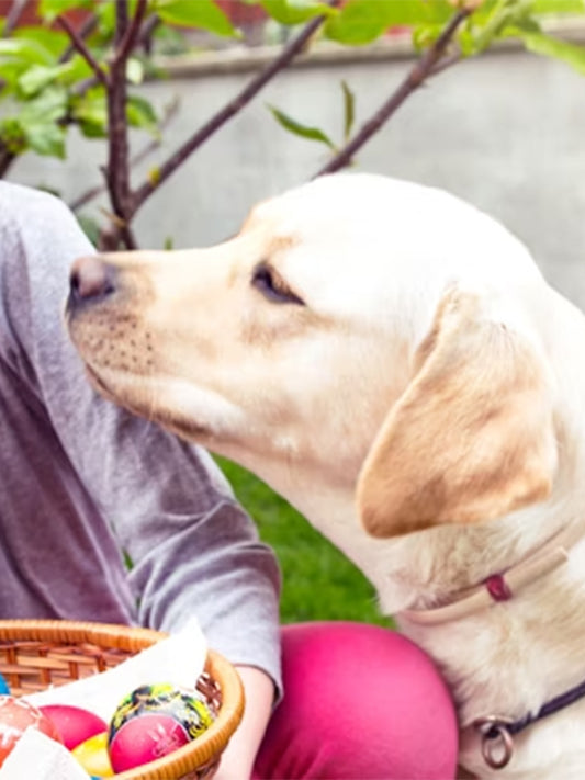 Easter for Dogs: Fun Activities and Important Easter Safety Tips