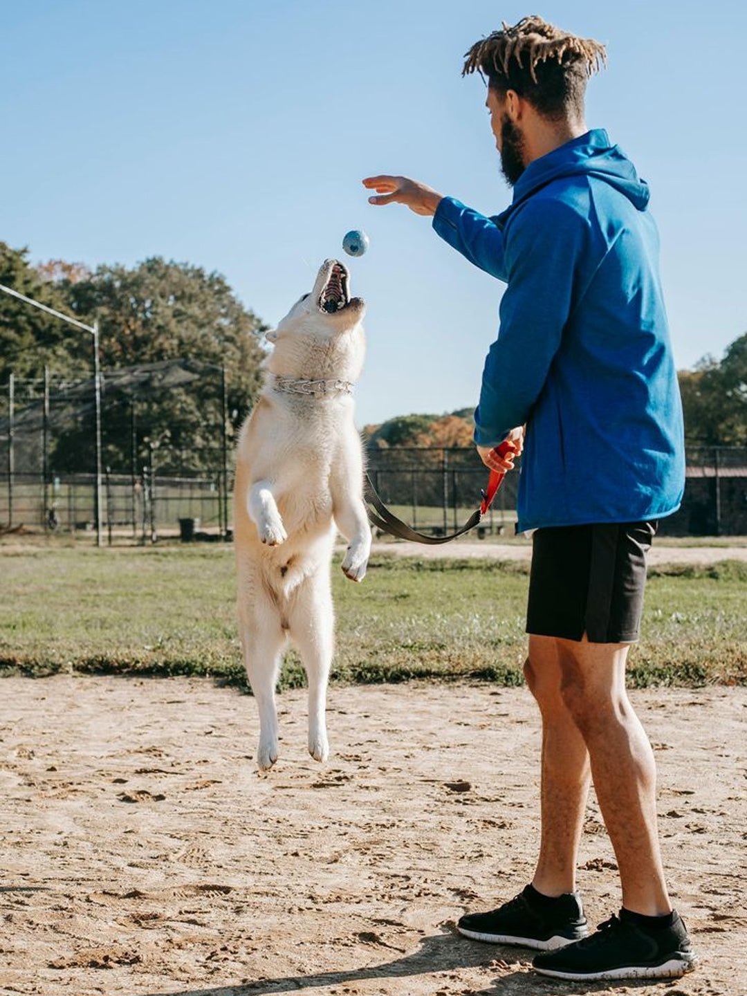 Why-Obedience-Train-Your-Dog-Will-Thank-You Luck