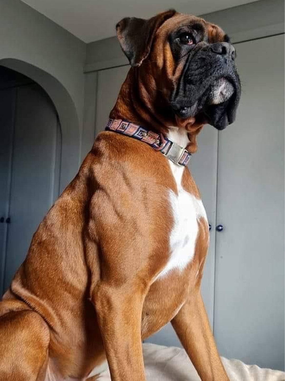 A muscular brown and white Boxer dog sits, its head turned to the side, with a focused and alert expression. It wears a uniquely patterned collar, and the background is an indoor setting with soft lighting.