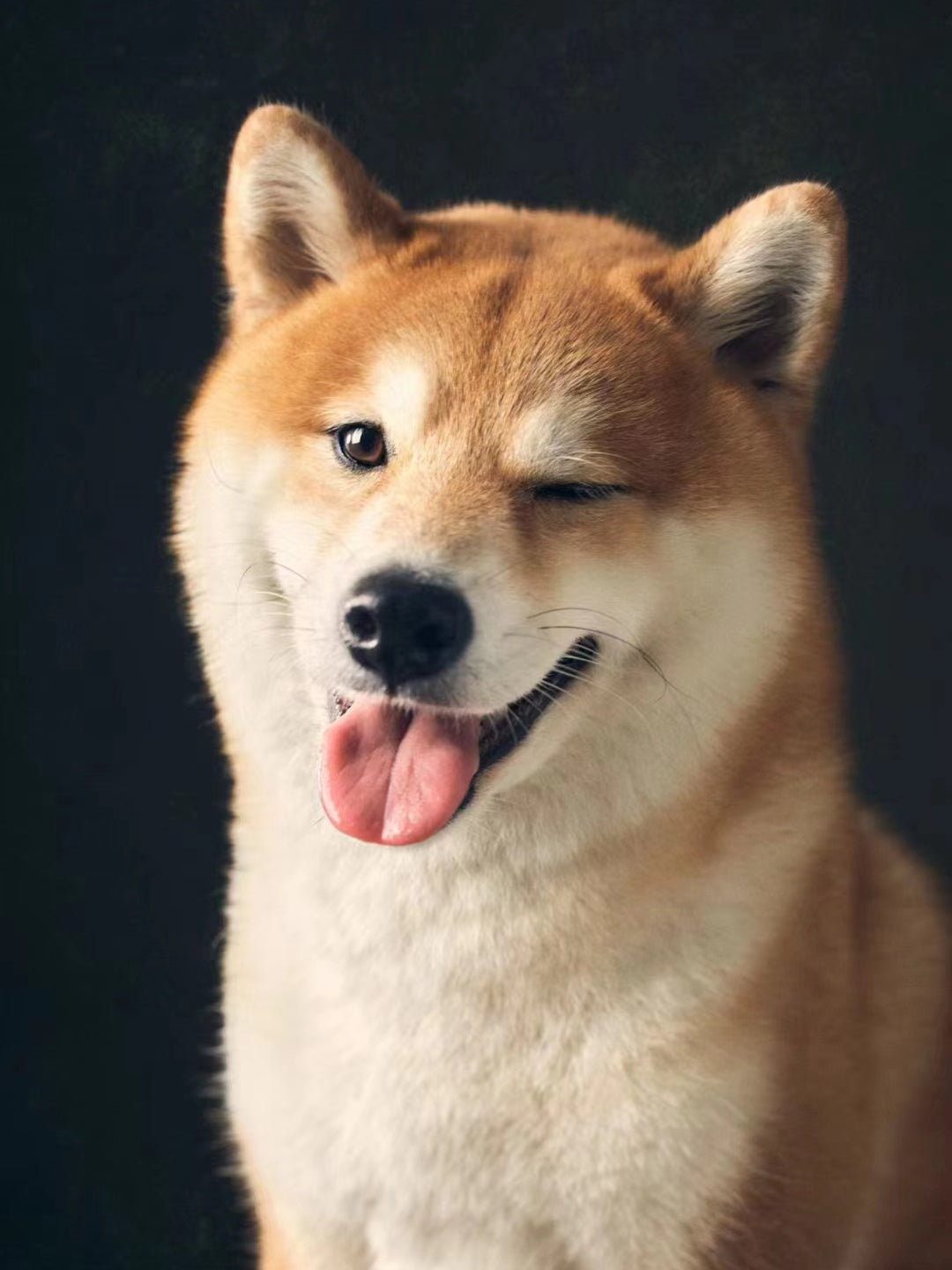 Hero-Dog-Joyce-The-Heartwarming-Story-of-Saving-Lost-Little-Jack Luck