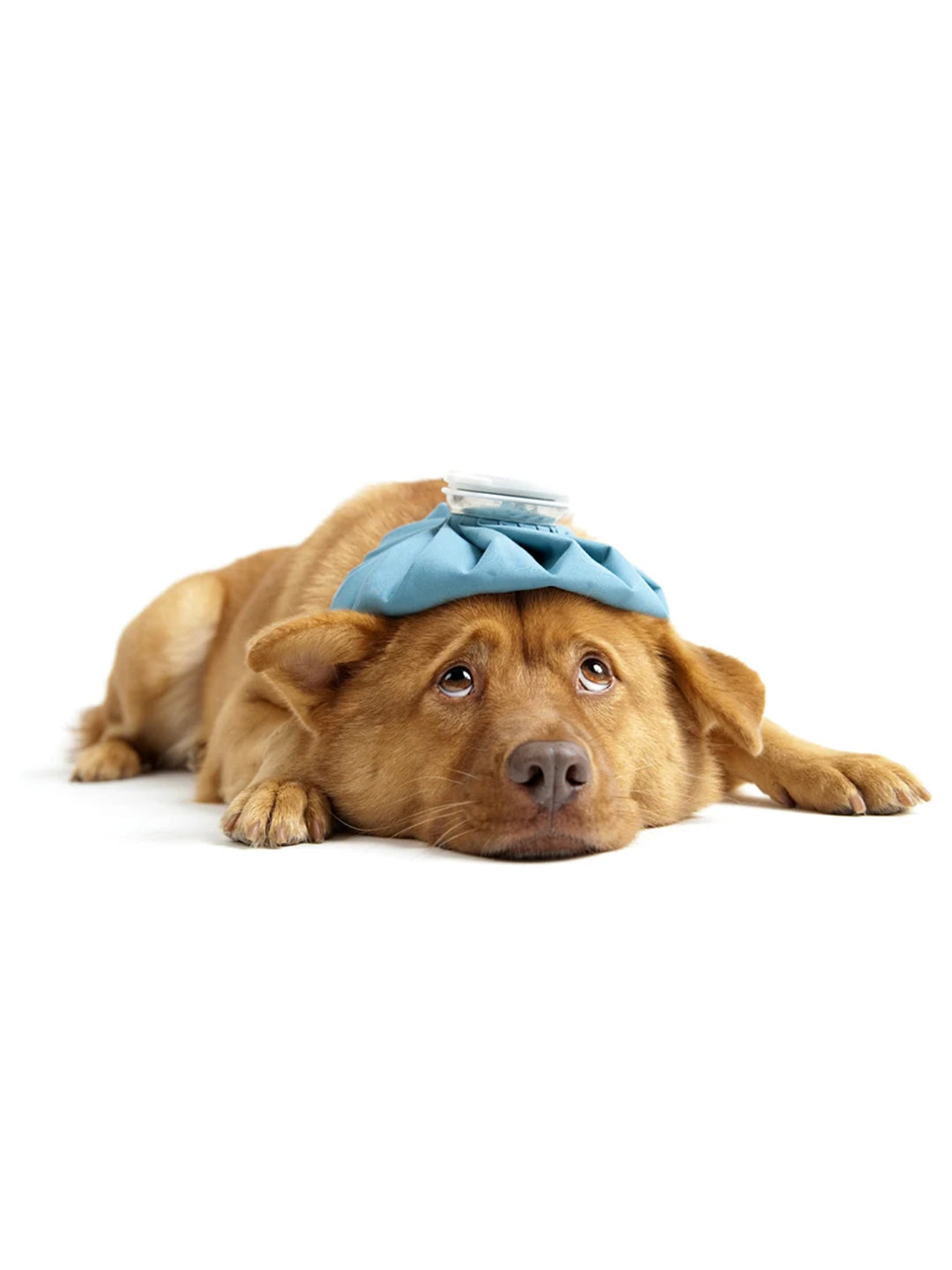 What-is-Kennel-Cough-and-How-Do-Dogs-Get-It Luck