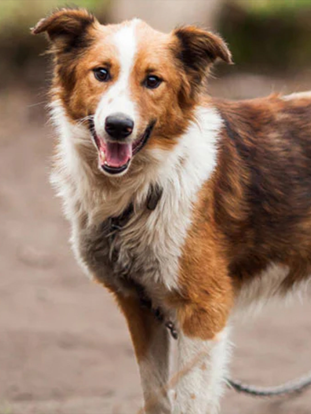 How-to-Help-Animal-Shelters-Here-a-5-Selfless-Solutions Luck