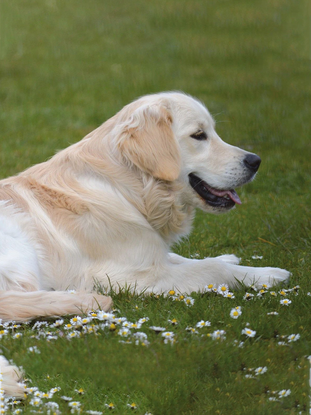 4-Subtle-Tricks-of-Dogs-That-90-of-Pet-Owners-Don-t-Understand Luck