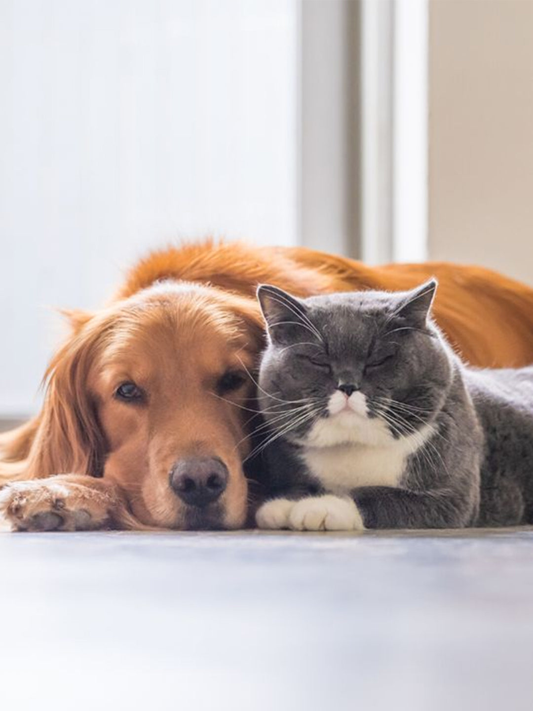 Smartest-Dogs-Unveiled-An-Examination-of-the-Most-Intelligent-Dog-Breeds Luck