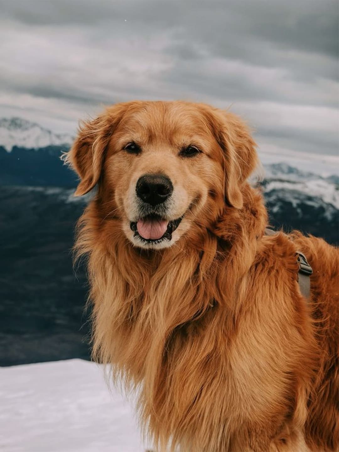 A close-up of a beautiful golden Golden Retriever's head, featuring its fluffy, soft fur and clear, calm eyes. Soft light illuminates its face, highlighting its adorable expression.