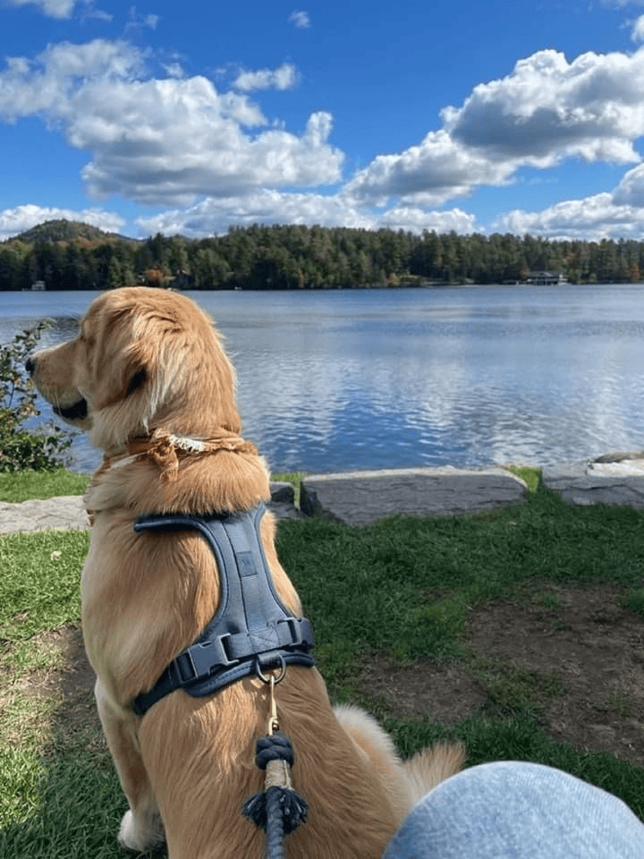 A Golden Retriever wearing a blue harness sits by a lake, calmly gazing at the sparkling water and distant trees, with a blue sky and white clouds highlighting the peaceful natural scenery.