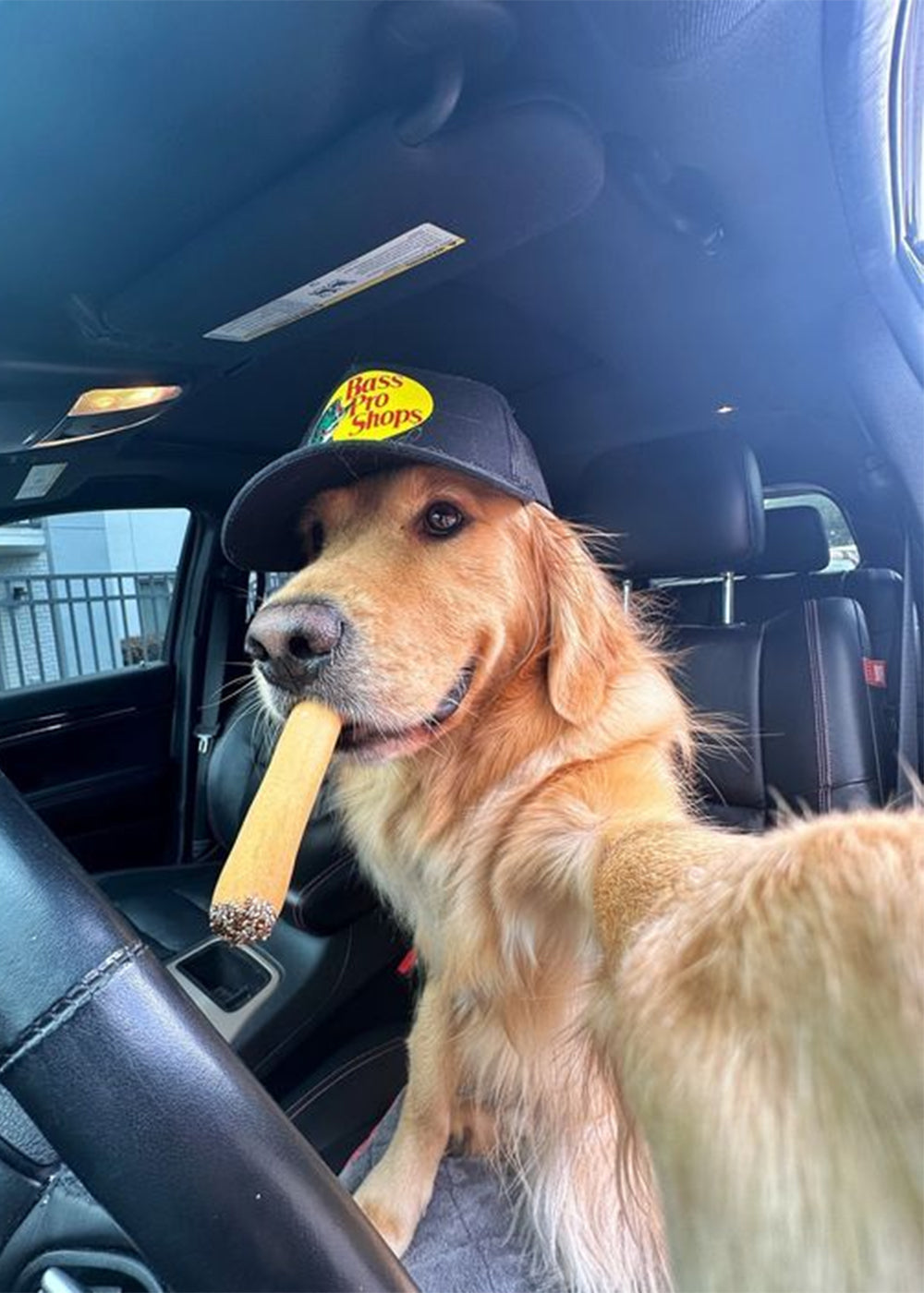 Canine-Respiratory-Disease-101-Do-Dogs-Get-Colds Luck