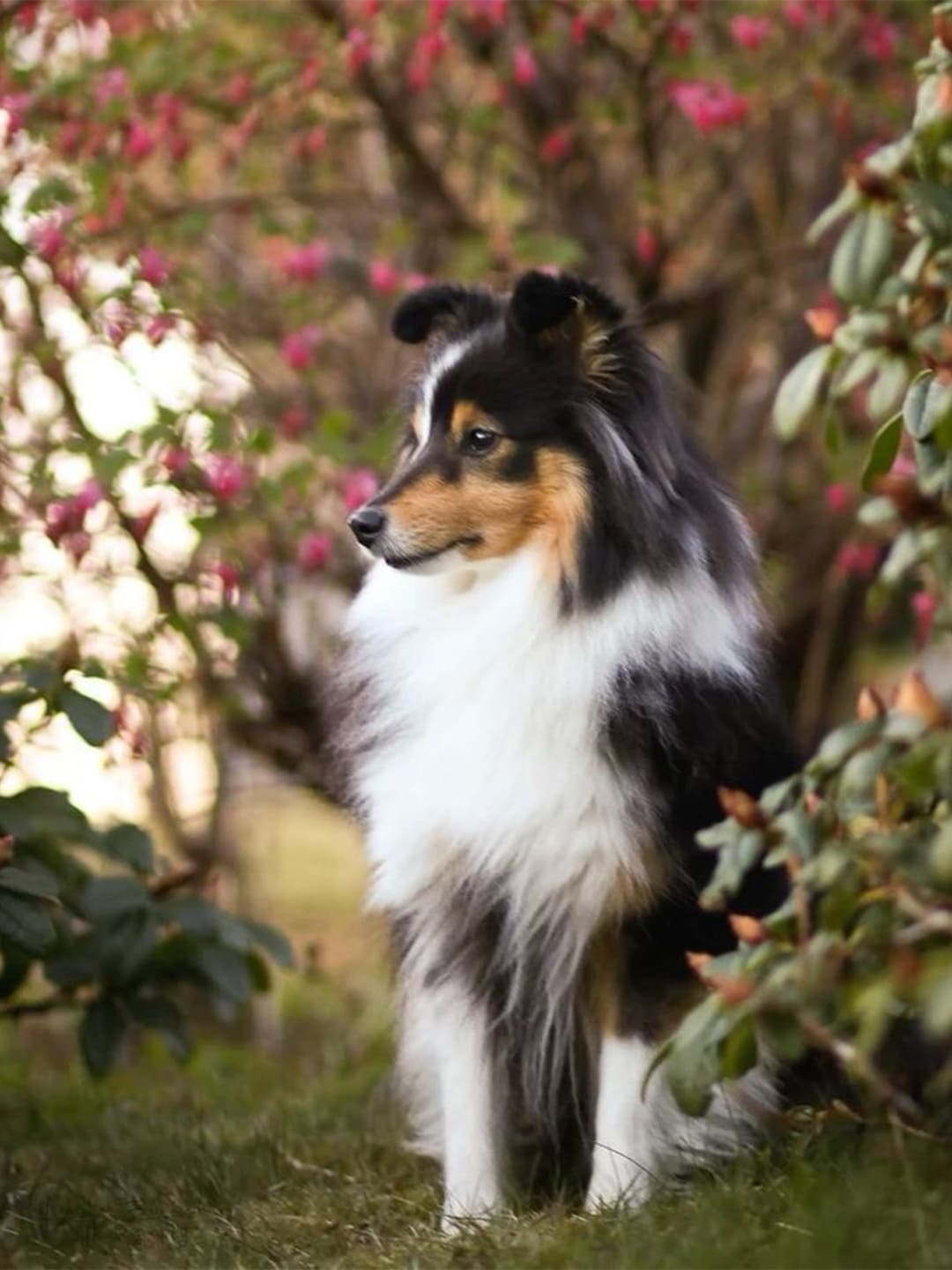 A beautiful black, white, and brown Shetland Sheepdog (Sheltie) sits on the grass in an outdoor garden, surrounded by blooming pink flowers and green leaves. Its head is tilted, and its expression is focused and alert.