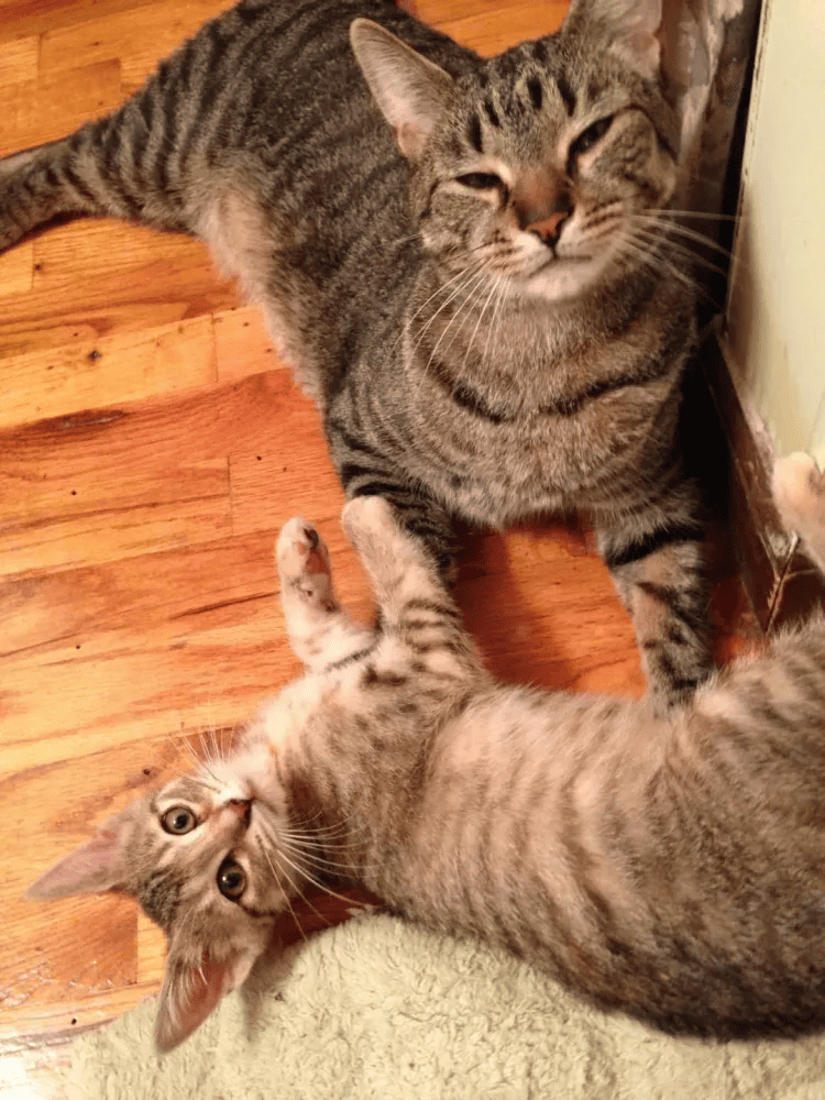 Two adorable tabby cats playing together on the floor, showcasing the friendly and social nature of domestic cats. Ideal for pet owners interested in understanding the social dynamics of kittens and cats.