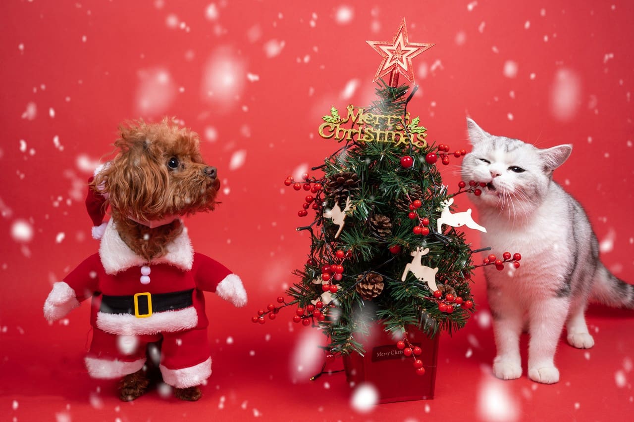 Personalized Christmas Gifts That Capture Pet Memories Forever