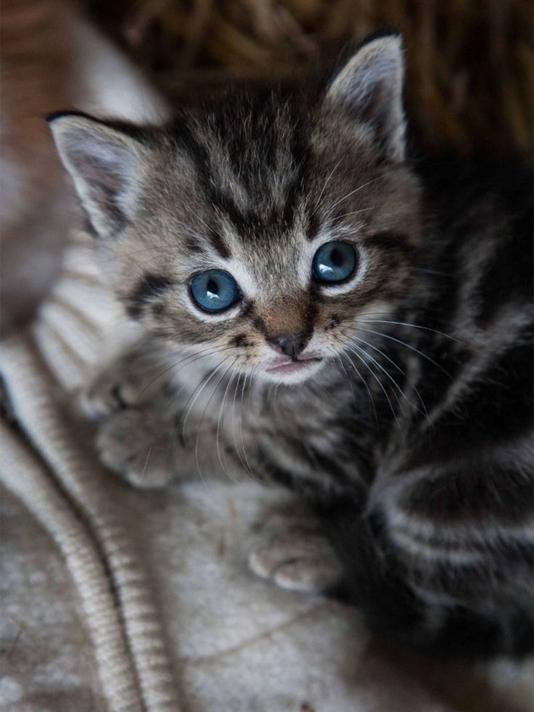 Constipation-in-Cats-It-s-Never-Normal Luck