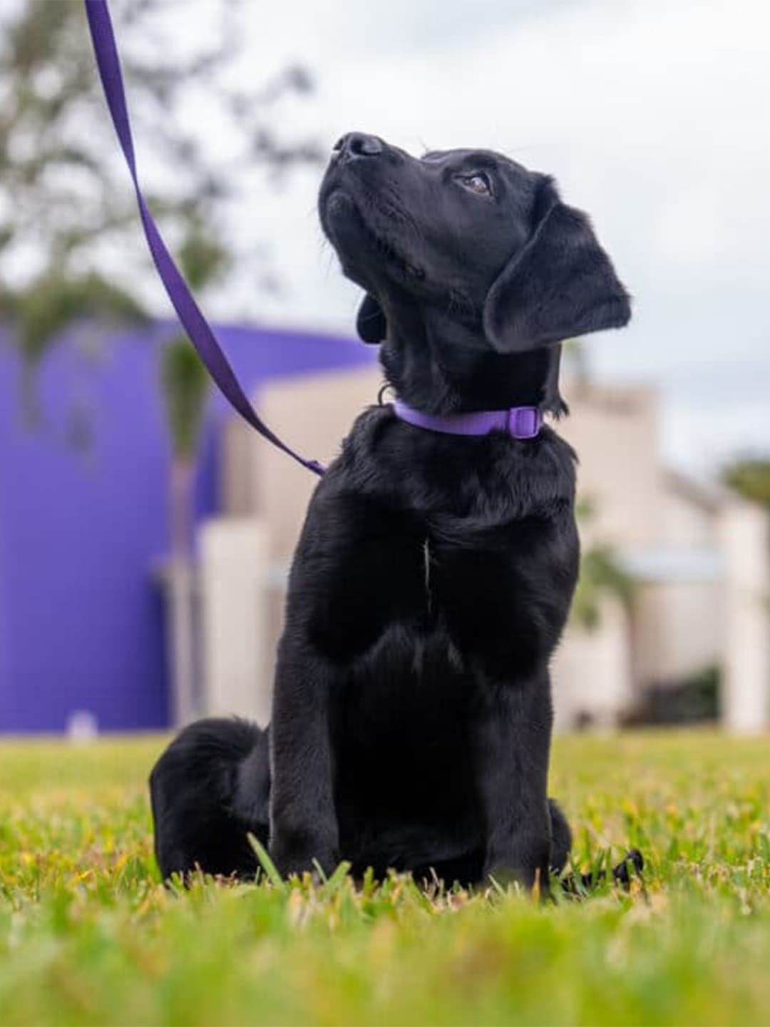 Puppy Name Training: Teach Your Pup to Know & Respond to Their Name