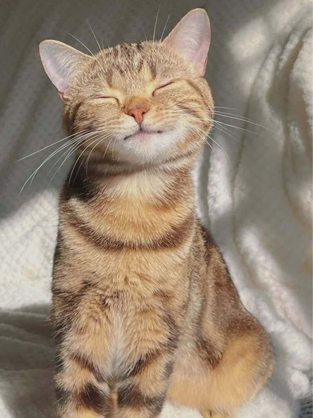 A little cat sits, squinting its eyes, enjoying the sunshine