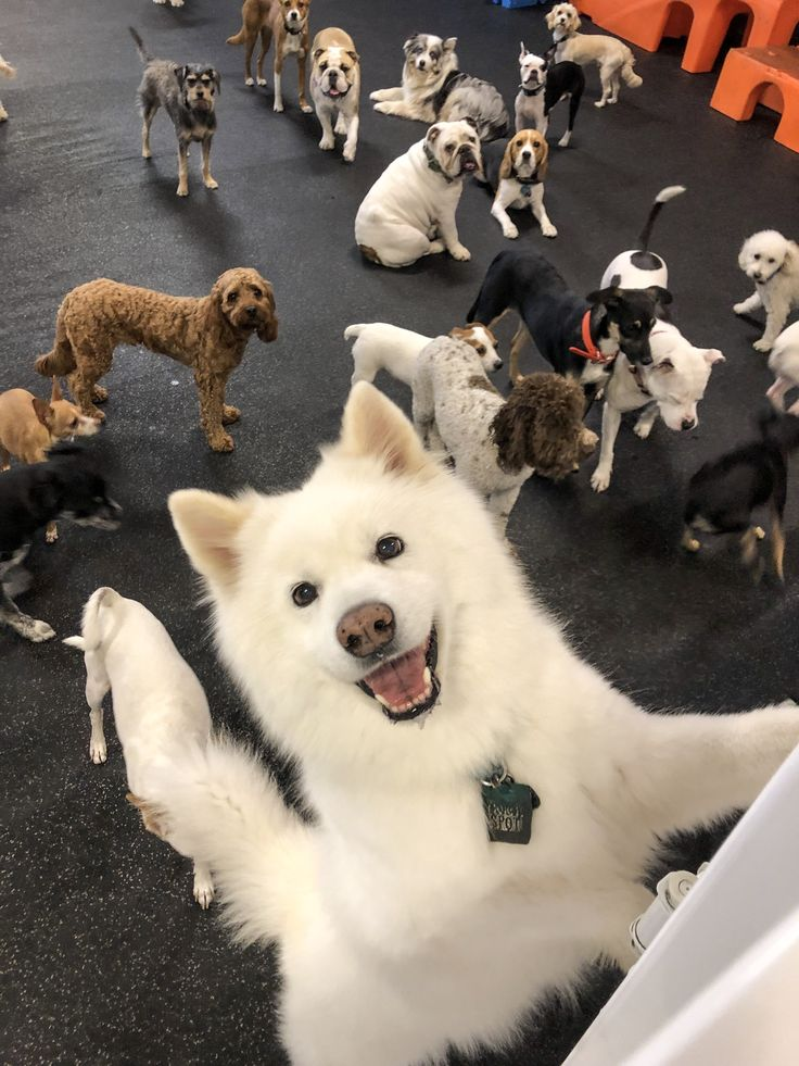 3-Life-Changing-Stories-of-Pet-Love Luck