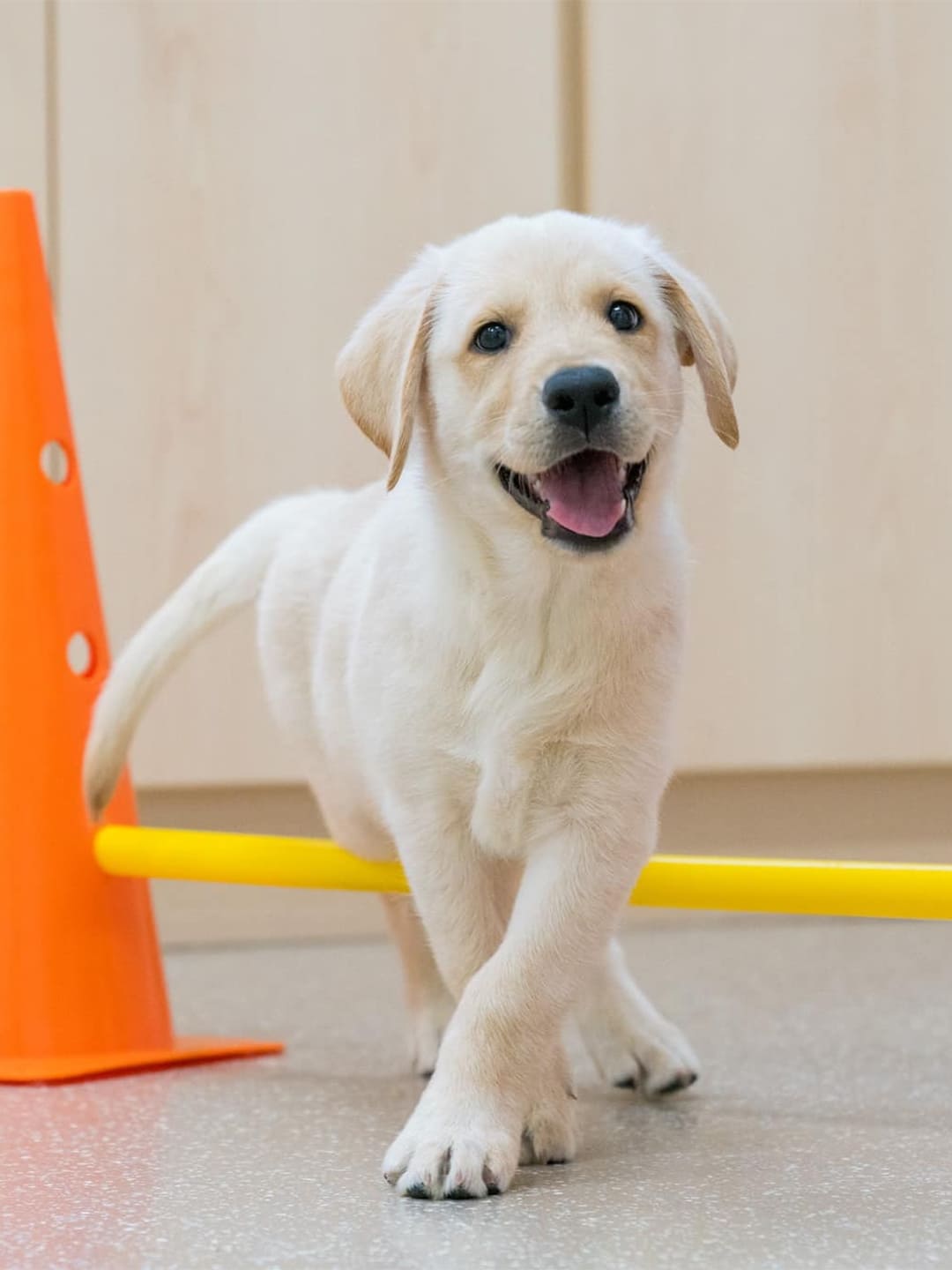 Decoding Dog Body Language: A Comprehensive Guide for Pet Parents