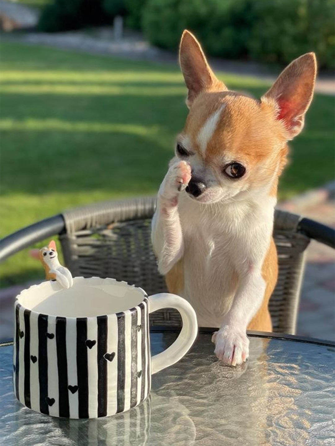 Healthiest-Dog-Breeds-Unraveling-the-Secrets-of-Dogs-with-Least-Health-Problems Luck