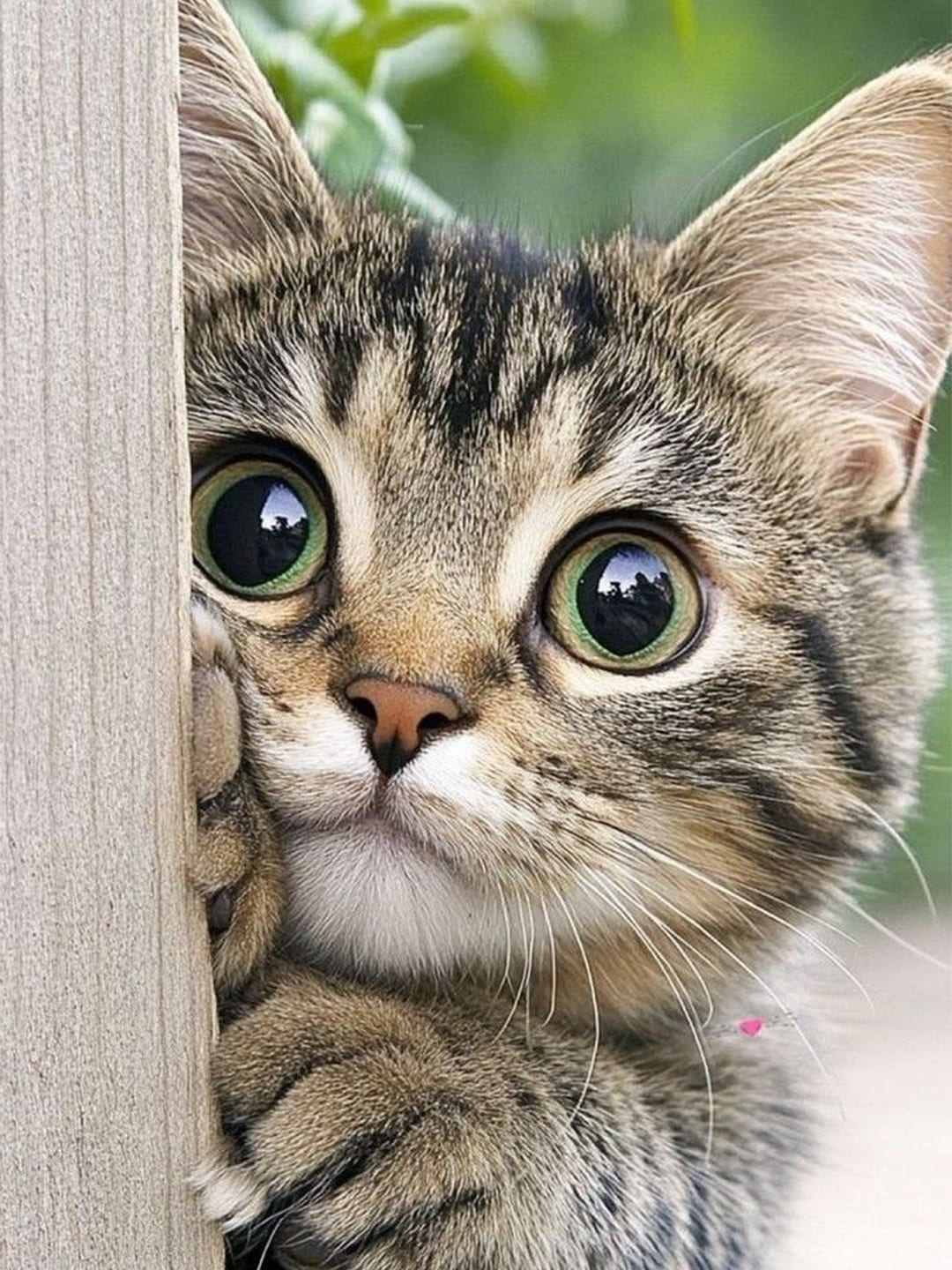 How-to-Care-for-Your-Aging-Cat-Tips-for-a-Happy-and-Healthy-Senior-Pet Luck