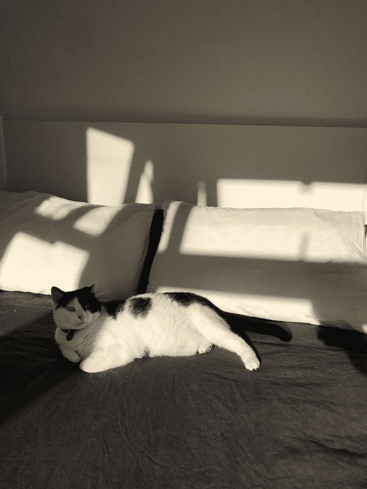 A black and white cat lies on the sofa in the sunlight