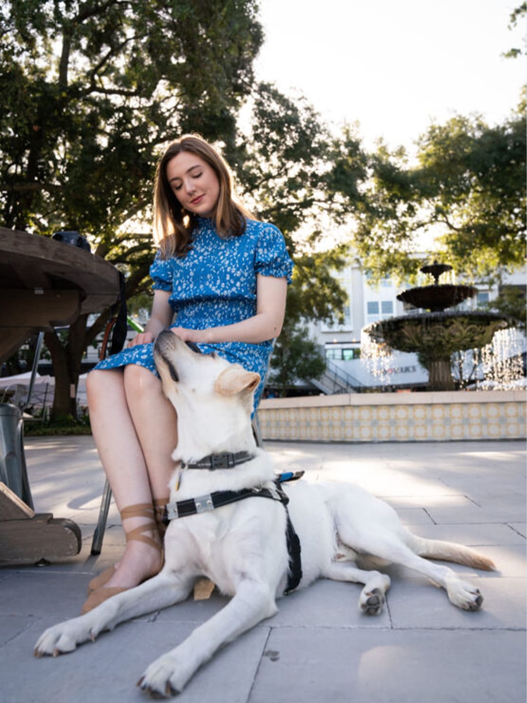 Guide Dog Etiquette: What to Do and Avoid Around Working Dogs