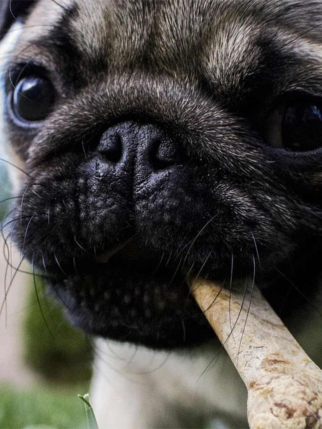 Why-Pet-Nutrition-Plays-the-Most-Important-Role-in-Your-Pets-Lives Luck