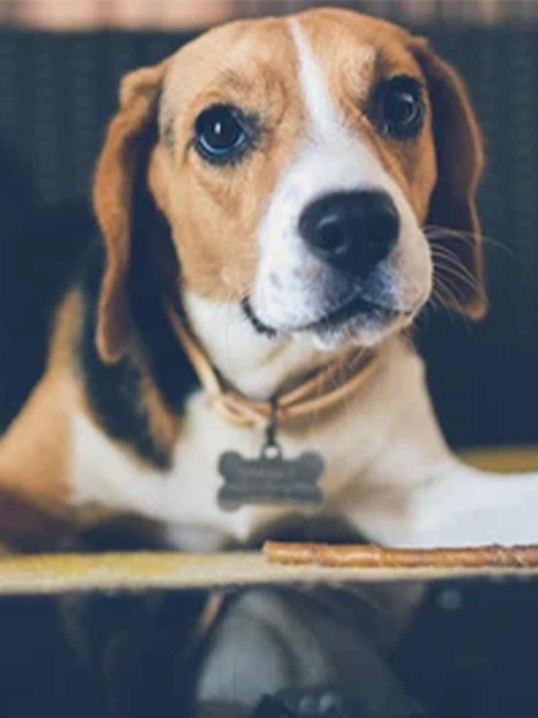 Potential-Benefits-of-CBD-for-Dogs Luck