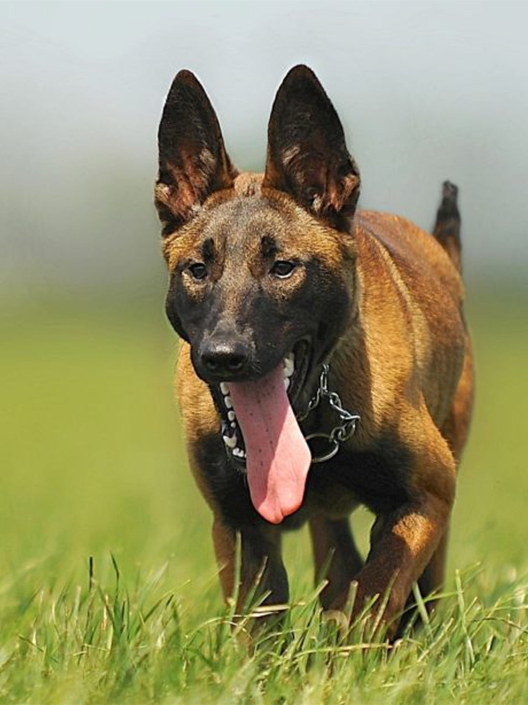 Top-10-Ways-To-Bond-With-Your-Dog Luck