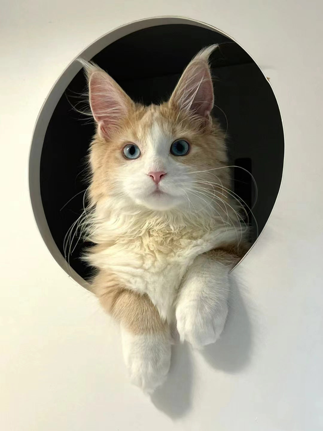 Finding-Warmth-in-Loss-The-Deep-Connection-Between-Jasmine-and-Me Luck