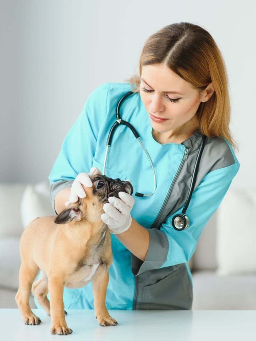 How-to-Measure-Your-Pet-s-Temperature-Prevent-Parasites Luck