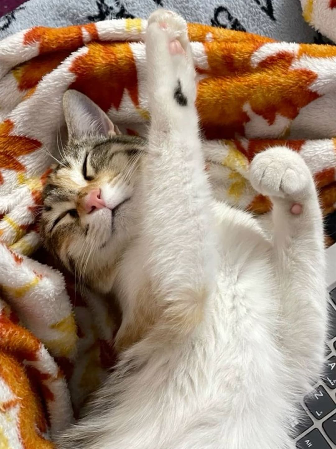 From-Rescue-to-Royalty-How-Anastasia-Found-Her-Forever-Kingdom Luck