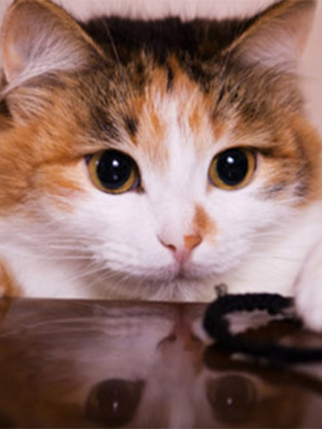 6-Reasons-Why-My-Cat-Might-Drool Luck