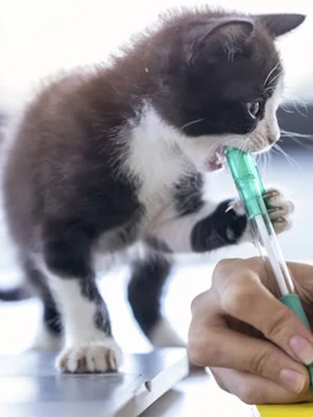 How-to-Stop-Kitten-Biting Luck