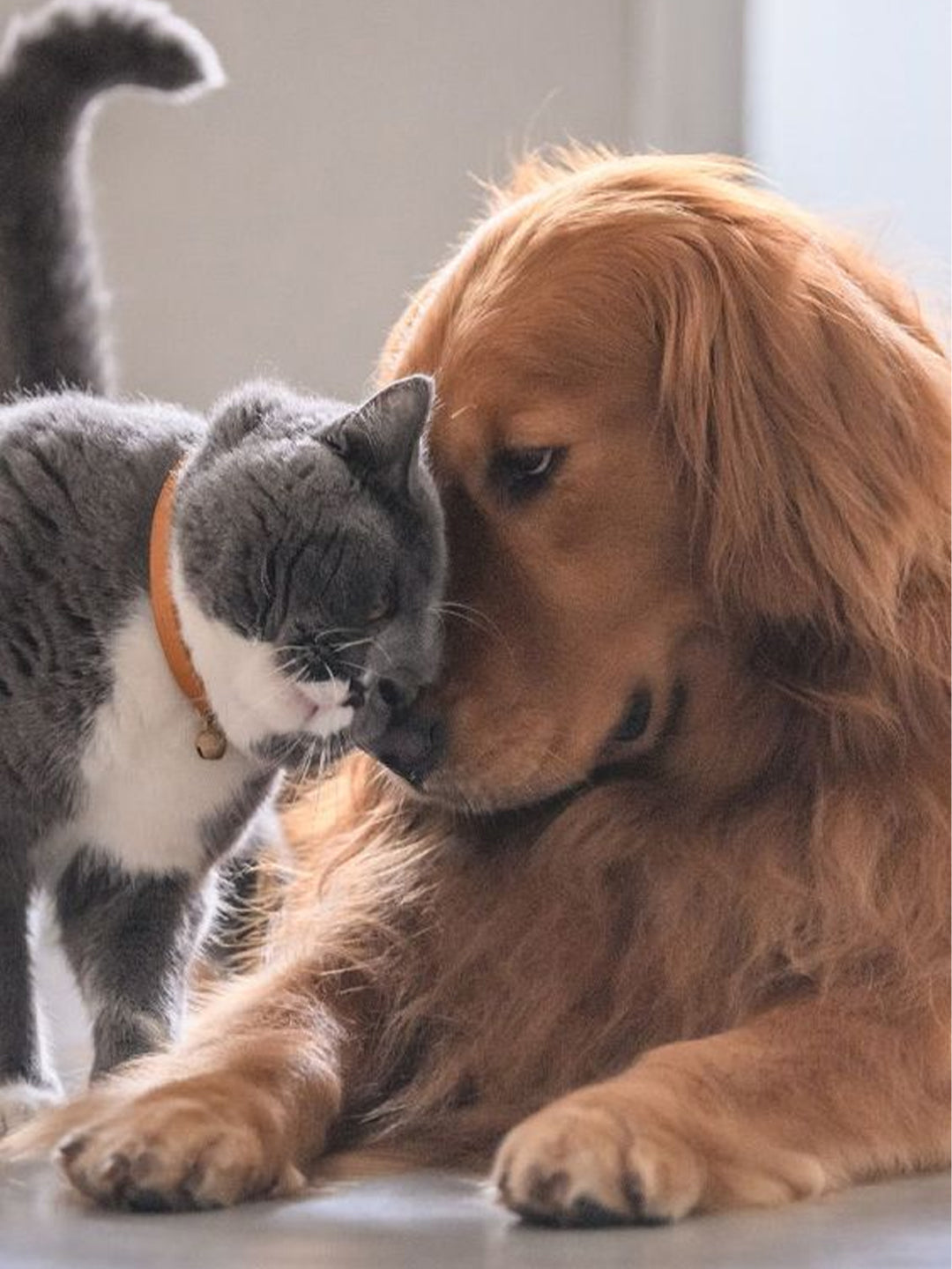 Understanding-Pet-Cremation-Costs-How-Much-Does-It-Really-Cost-to-Cremate-A-Dog-or-Cat Luck