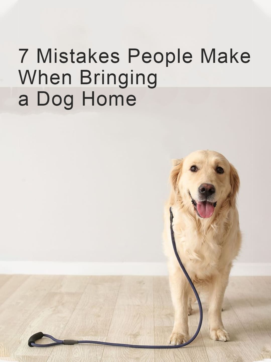 A Golden Retriever on a leash, with the title: "7 Mistakes People Make When Bringing a Dog Home".