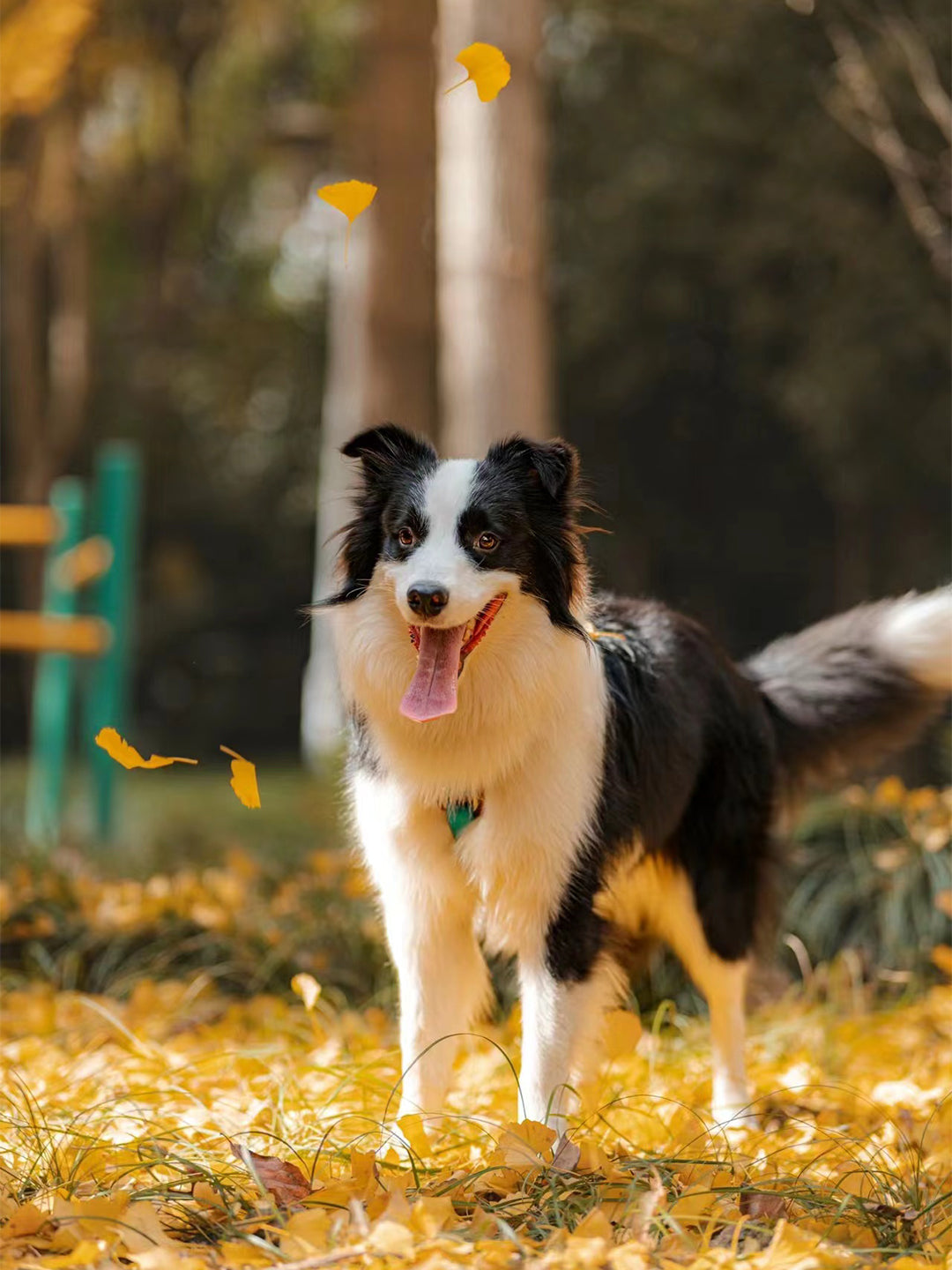 Title-A-Lifetime-of-Companionship-The-Story-of-Babu Luck