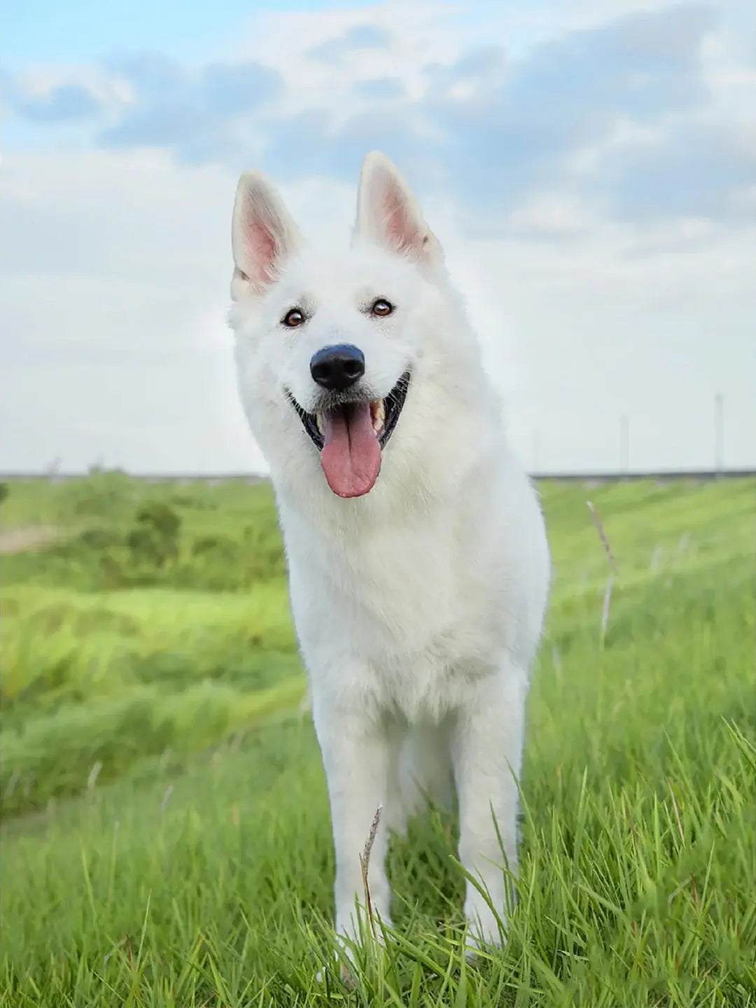 Grandma-and-Her-Beloved-Dog-Vera-A-Story-of-Loyalty-and-Warm-Memories Luck