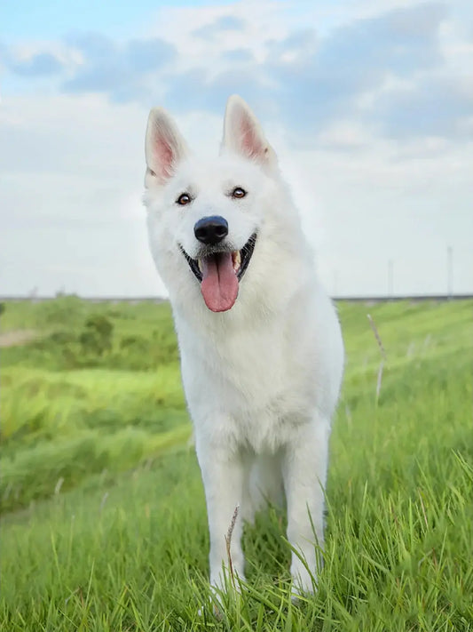 Grandma-and-Her-Beloved-Dog-Vera-A-Story-of-Loyalty-and-Warm-Memories Luck