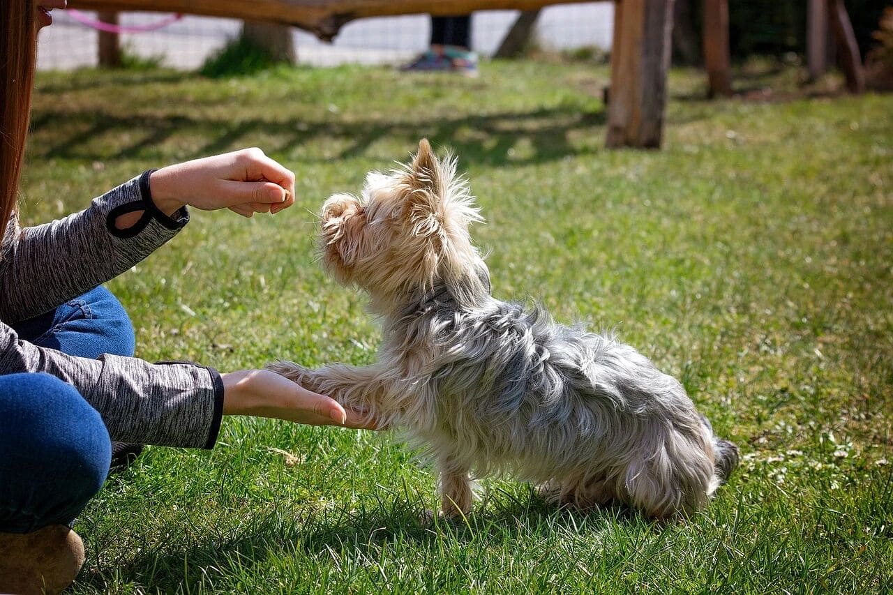 A small long-haired dog, possibly a Yorkshire Terrier, lifting its paw to shake hands with a person squatting in a grassy park.