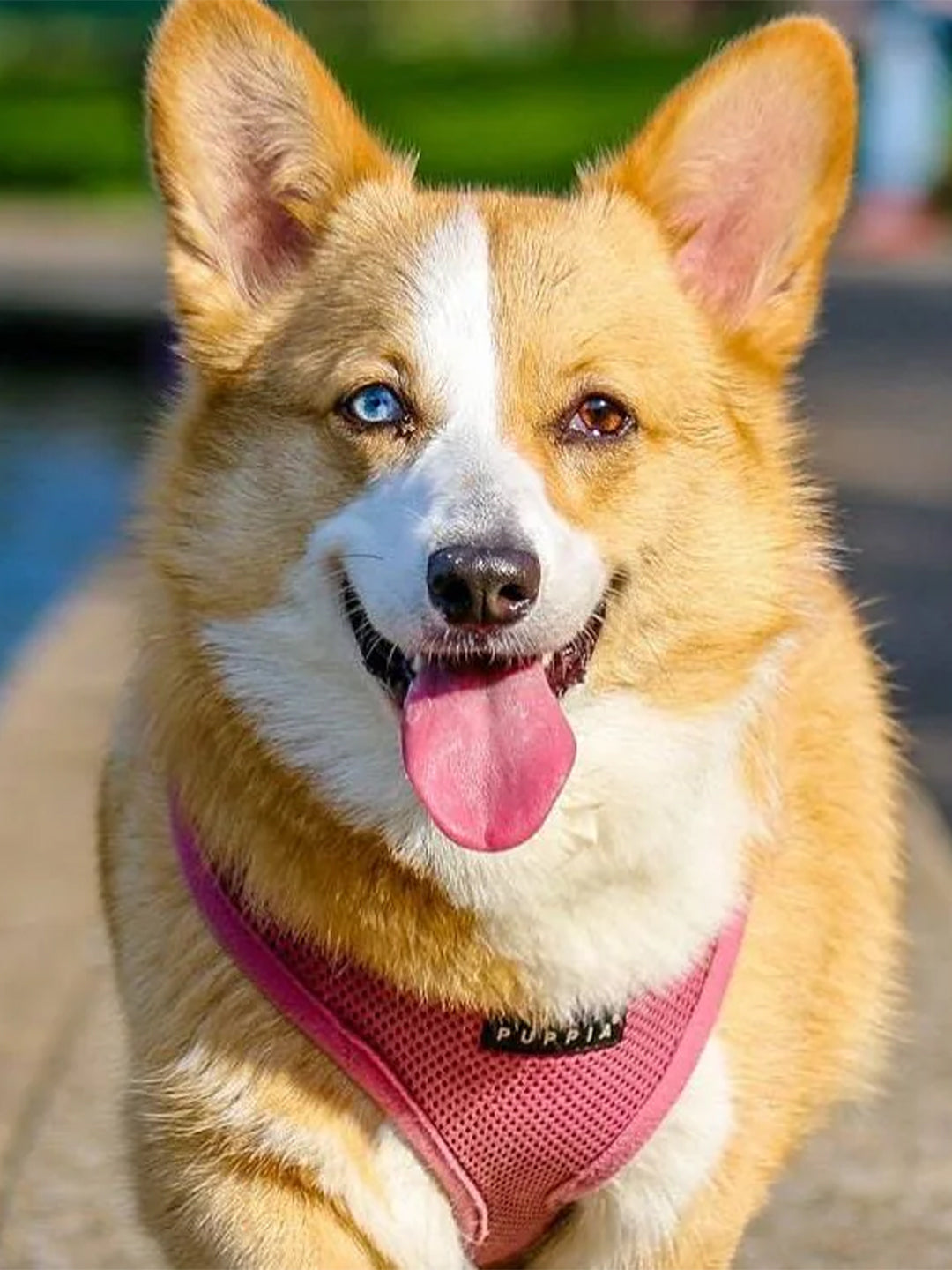 4-Ways-Pets-Make-Us-Happier-and-Healthier Luck