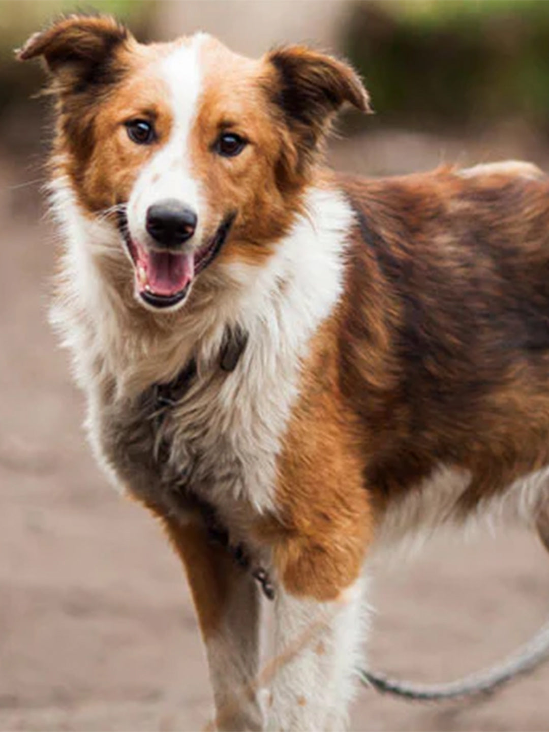 How-to-Help-Animal-Shelters-Here-a-5-Selfless-Solutions Luck