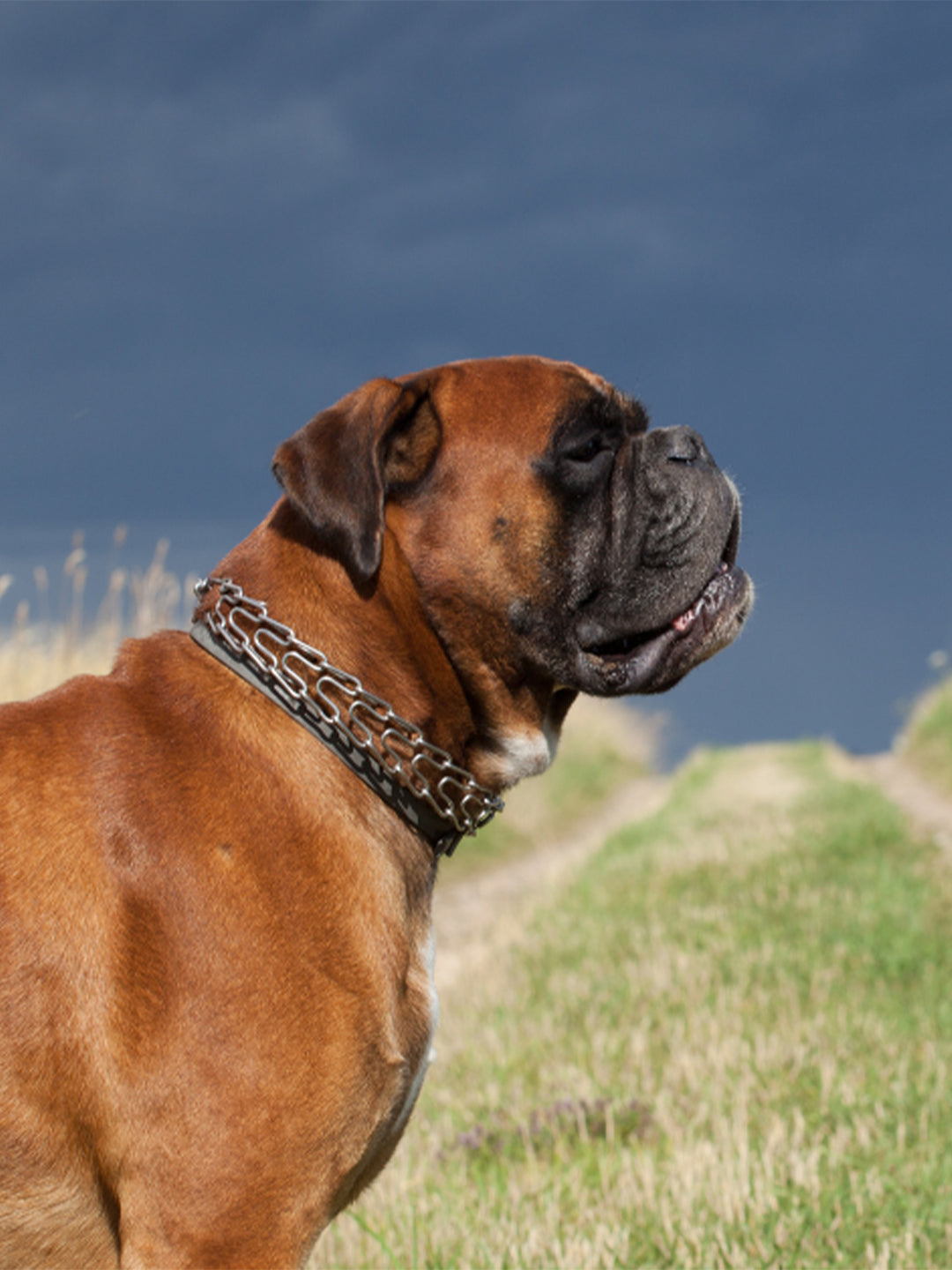 Alleviating-Dog-Separation-Anxiety-in-Dogs-How-to-Treat-and-Soothe-Dog-Separation-Anxiety Luck