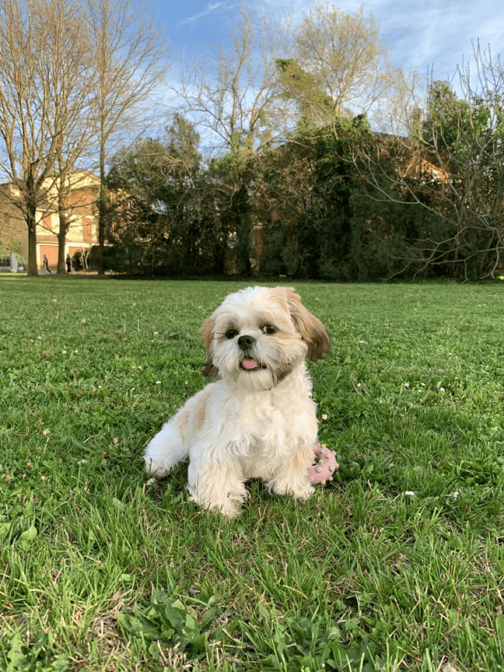 A mixed-breed Bichon Frise stands on the grass with its tongue sticking out excitedly