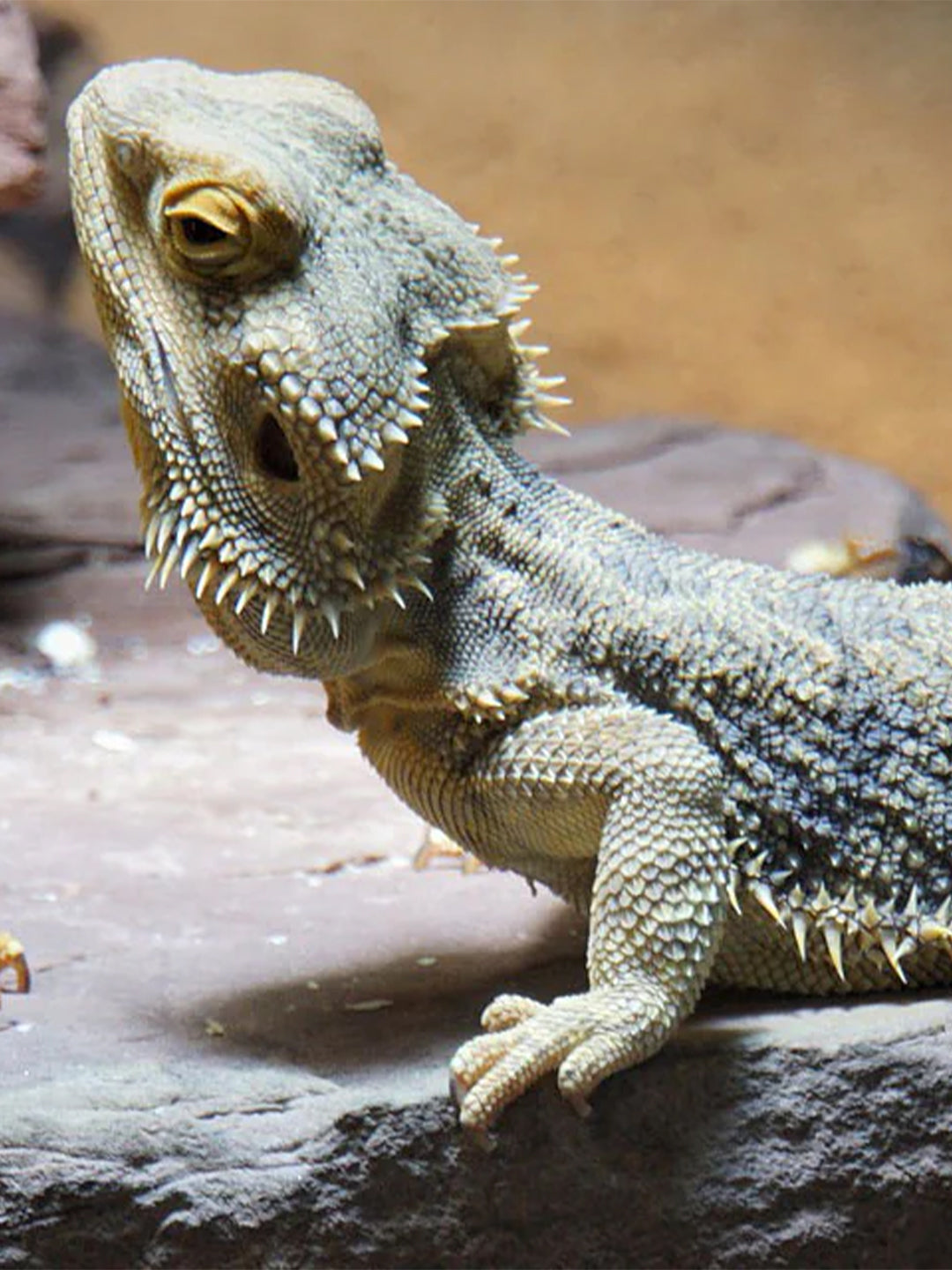 The 4 Steps to Building the Perfect Diet for Reptile Pets