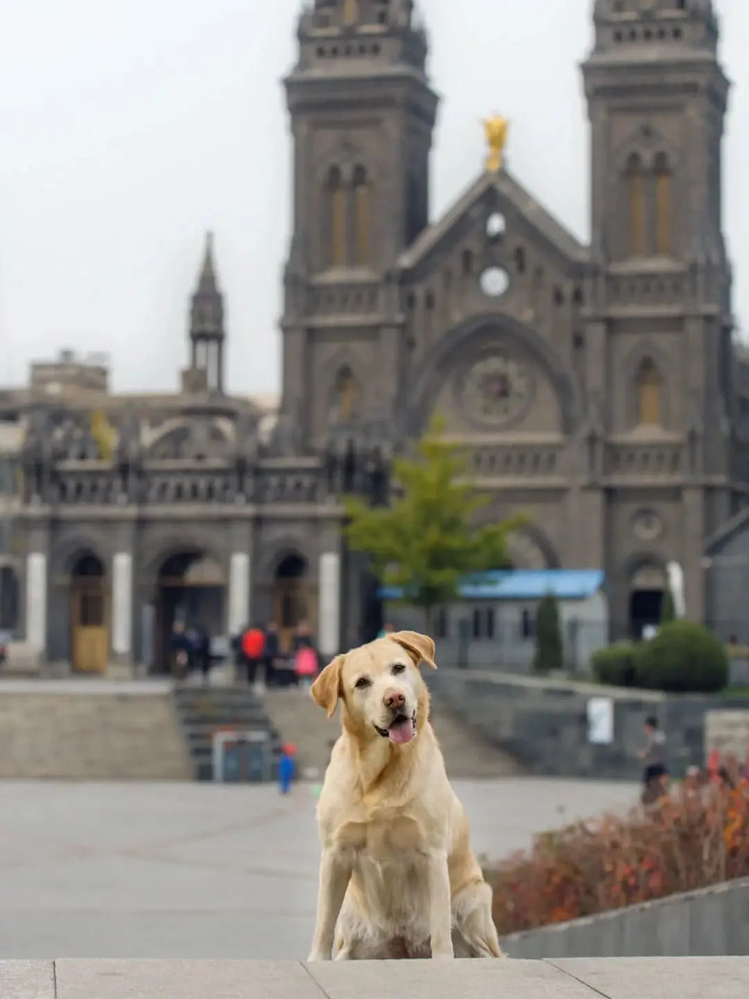 Resilience-and-Warmth-The-Deep-Bond-Between-Logan-and-His-Guide-Dog-Milo Luck