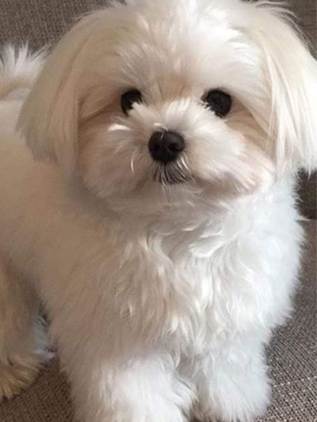 A cute white Maltese dog with fluffy, soft white fur and dark eyes looks directly at the camera. It has a gentle expression, and the background is a blurred light gray surface.