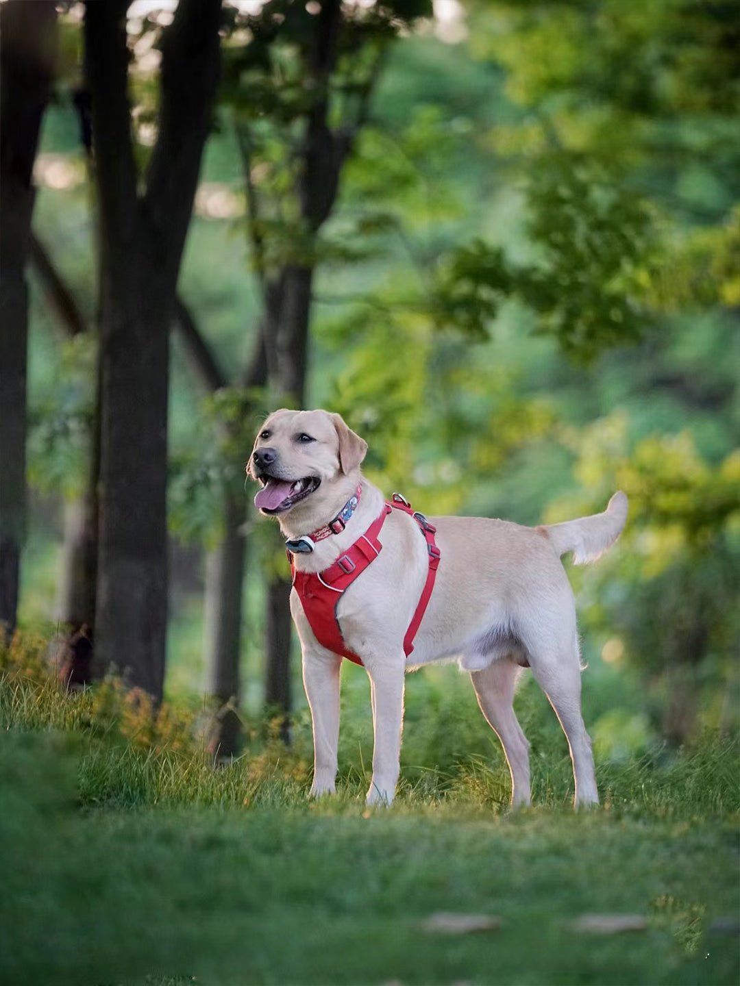 Lucas: The Loyal Guide Dog Who Brings Light to My Mom's Life